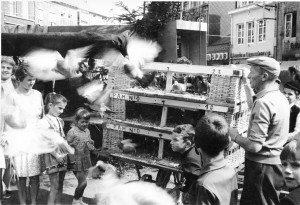 Marché aux oiseaux Marche-en-Famenne (17)