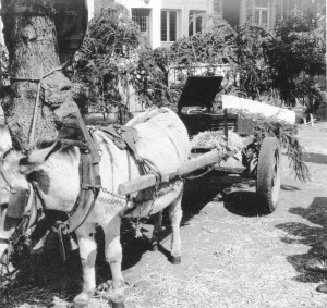 Marché aux oiseaux Marche-en-Famenne (8)